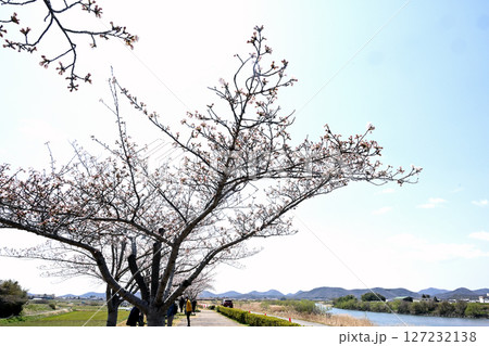 小野桜回廊 小野桜回廊 127232138