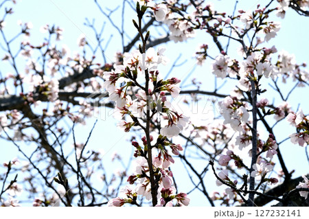 小野桜回廊 小野桜回廊 127232141