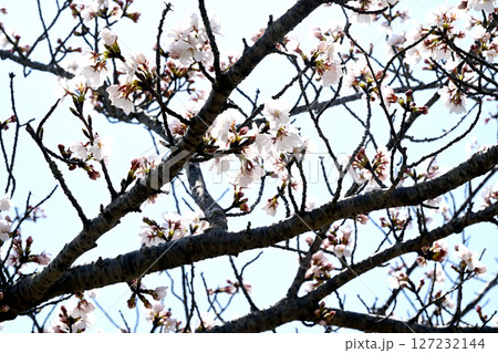 小野桜回廊 小野桜回廊 127232144