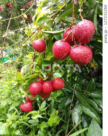 Fresh Lychee Fruit Hanging from Lush Green Branches in Farm Garden 127232260