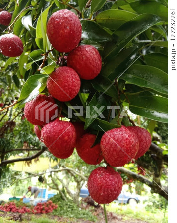 Fresh Lychee Fruits on Branch with Raindrops in Tropical Garden Fresh Lychee Fruits on Branch with Raindrops in Tropical Garden 127232261