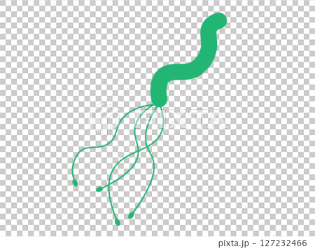 ヘリコバクター、ピロリ菌のイラスト（グラデーションカラー） 127232466
