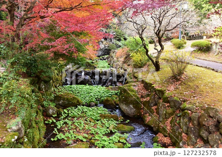 静岡県 熱海梅園梅見の滝付近の色鮮やかな紅葉と清流 静岡県 熱海梅園梅見の滝付近の色鮮やかな紅葉と清流 127232578