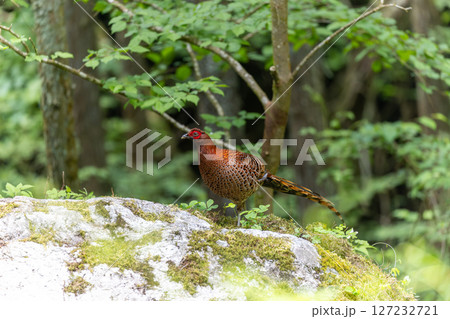 赤いグラデーションが美しいヤマドリ 127232721
