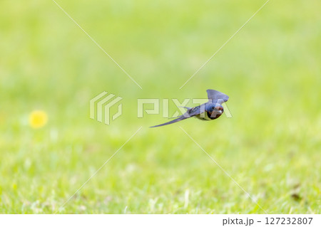 鋭い眼光のツバメ 127232807