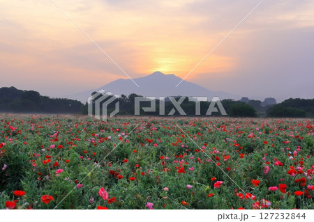 小貝川ふれあい公園ホピー畑から望む筑波山 127232844