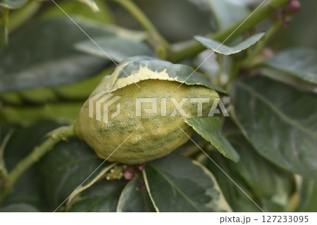 Variegated Lemon Variegated Lemon 127233095