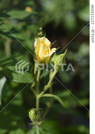 Rose Yellow Doll Rose Yellow Doll 127233096