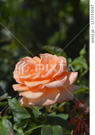 Rose Flora Danica Rose Flora Danica 127233097