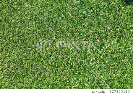 Green grass nature spring texture. 127233130