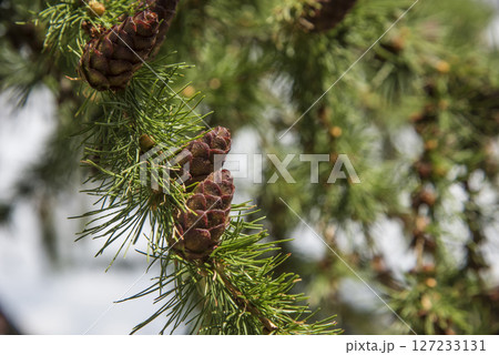 Close up of a green fir cone on a fir tree branch, young fir cone showing a green hue with hints of pink at its tips Close up of a green fir cone on a fir tree branch, young fir cone showing a green hue with hints of pink at its tips 127233131