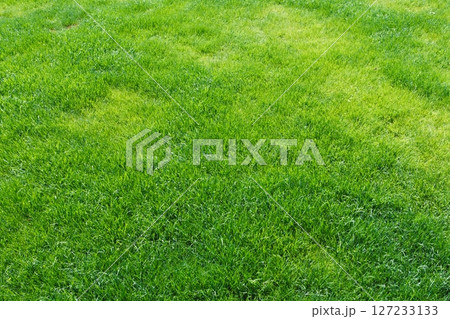 Green grass nature spring texture. Green grass nature spring texture. 127233133
