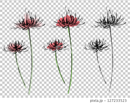 彼岸花・曼珠沙華(植物2) 彼岸花・曼珠沙華(植物2) 127233523