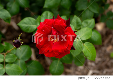 五月のバラ、タチャーナ 127233562