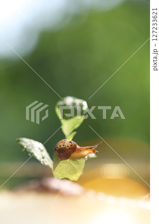 A snail moves slowly on a fresh morning dew-covered leaf, nature and environmental protection background A snail moves slowly on a fresh morning dew-covered leaf, nature and environmental protection background 127233621