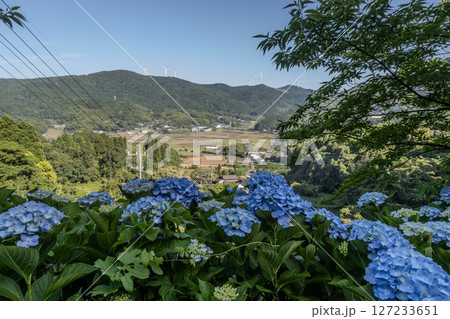 紫陽花と田舎の町の風景 手前に綺麗な紫陽花と奥に田舎の美しい田園風景と山稜の上の発電用の風車 紫陽花と田舎の町の風景 手前に綺麗な紫陽花と奥に田舎の美しい田園風景と山稜の上の発電用の風車 127233651