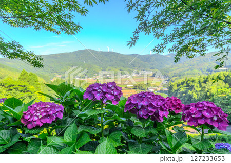 紫陽花と田舎の町の風景　手前に綺麗な紫陽花と奥に田舎の美しい田園風景と山稜の上の発電用の風車 127233653