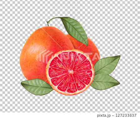 Grapefruit composition. Whole and half citrus fruits with leaves. Watercolor and marker illustration. Ecological product. Hand drawn isolated art. Healthy food for food packaging, juice, menu 127233837