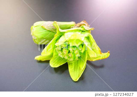 フキノトウ　ふきのとう　蕗の薹 127234027
