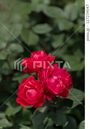 五月のバラ、深紅のチェリーボニカ 127234047