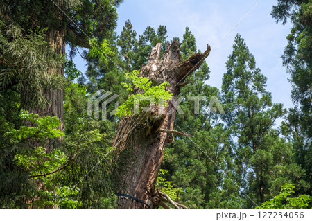 折れた大木　筏の大杉　2025年　秋田県 127234056