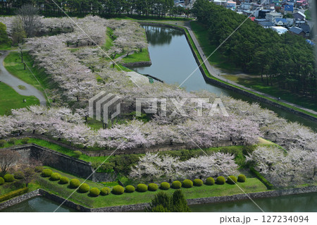五稜郭の桜とお堀 五稜郭の桜とお堀 127234094