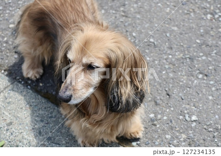 ノーリードで自宅の敷地内を歩くハイシニアのミニチュアダックス ノーリードで自宅の敷地内を歩くハイシニアのミニチュアダックス 127234135