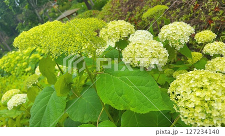 梅雨時に咲いた緑色のアジサイ 127234140