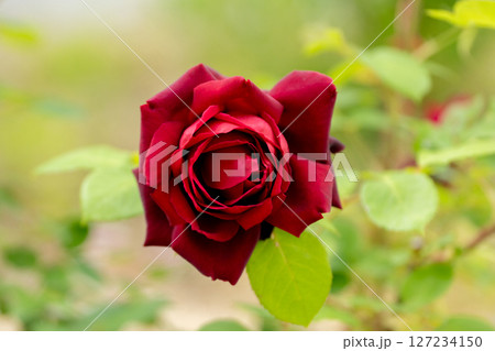 五月のバラ、つる.オクラホマ 五月のバラ、つる.オクラホマ 127234150