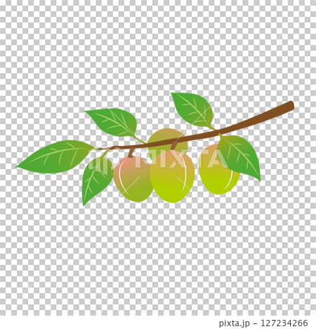 梅の木になる実　イラスト 127234266