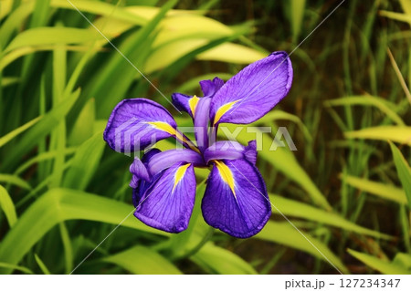 北山公園で満開になった紫色のハナショウブ（2） 127234347