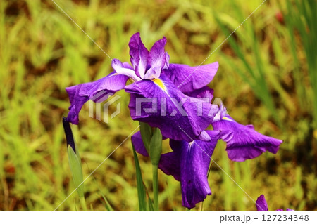 北山公園で満開になった紫色のハナショウブ（3） 127234348