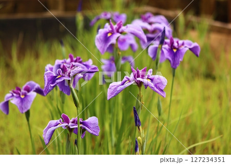 北山公園で満開になった紫色のハナショウブ（6） 127234351