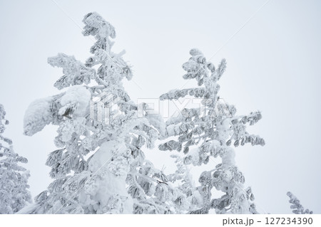 Trees in snow. Cold winter nature 127234390