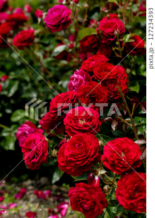 五月のバラ、ディープ・ボルドー 五月のバラ、ディープ・ボルドー 127234393