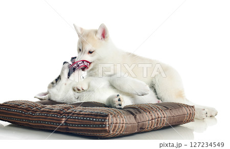 puppies puppies 127234549