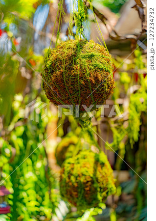 Natural unique decor. 127234732