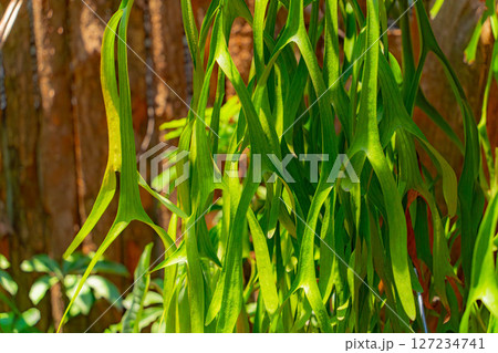 Natural unique decor. Natural unique decor. 127234741