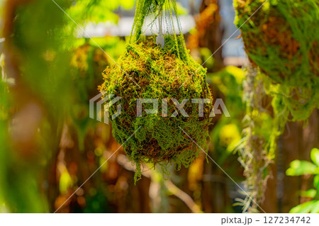 Natural unique decor. Natural unique decor. 127234742