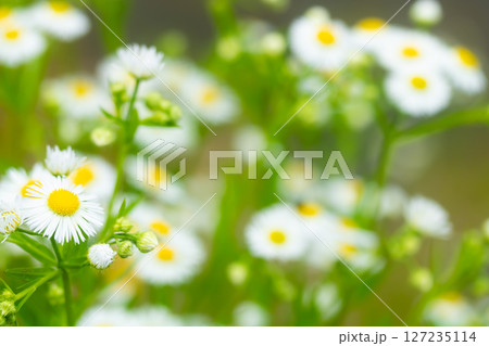 道端の花・ヒメジオン 道端の花・ヒメジオン 127235114