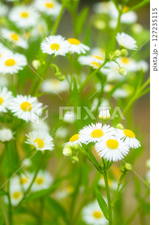 道端の花・ヒメジオン 道端の花・ヒメジオン 127235115