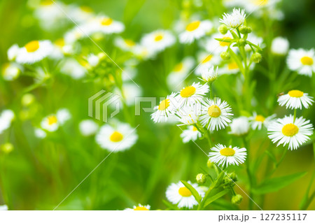 道端の花・ヒメジオン 127235117