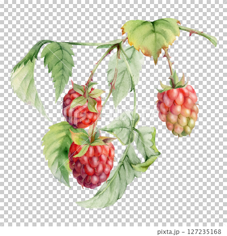 Raspberry leaves berries hanging on thorny spiked branch watercolor hand drawn. Ripe dewberry mulberry loganberry. Isolated botanical illustration. Home preserves cookbook, grocery store, closeup card Raspberry leaves berries hanging on thorny spiked branch watercolor hand drawn. Ripe dewberry mulberry loganberry. Isolated botanical illustration. Home preserves cookbook, grocery store, closeup card 127235168