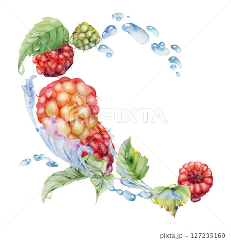 Raspberry flying in water splash leaves flowers, wet moist dew drops, fresh ripe garden berries dewberry cloudberry mulberry loganberry. Isolated illustration hand drawn in watercolor. Drinks grocery 127235169