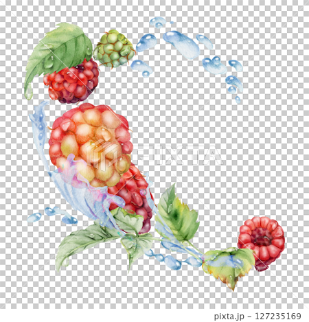 Raspberry flying in water splash leaves flowers, wet moist dew drops, fresh ripe garden berries dewberry cloudberry mulberry loganberry. Isolated illustration hand drawn in watercolor. Drinks grocery 127235169