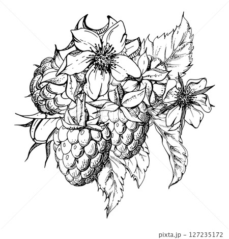 Raspberry flower buds, leaves, asymmetrical ripe forest garden berries bunch cluster group, hand drawn in vector ink. Isolated botanical illustration for dessert menu, wedding, farmers market grocery 127235172
