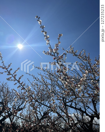 曽我梅林 小田原市 127235233