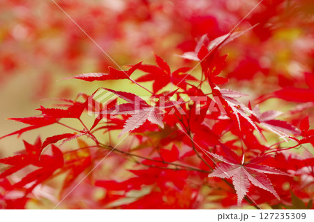 真っ赤に紅葉したモミジ 127235309