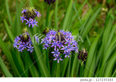 青いオオツルボの花 青いオオツルボの花 127235383