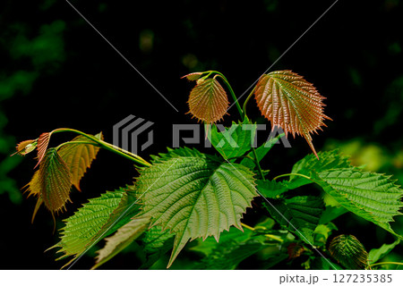 紅葉したつるの葉 127235385